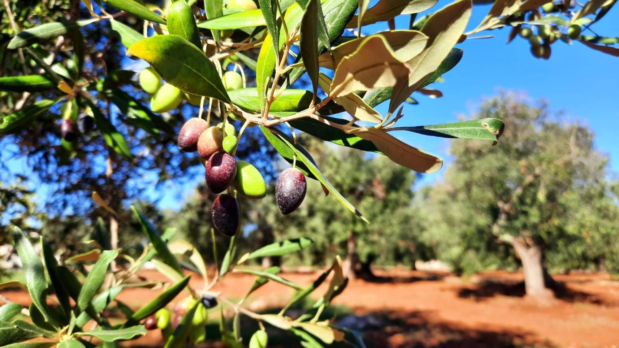 Tenuta La Pomona Ostuni Eksteriør billede